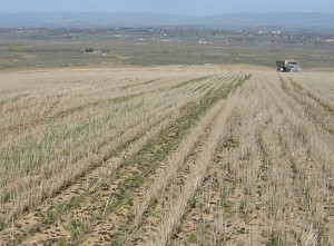 Application rate of 50lb of Nitrogen per Acre