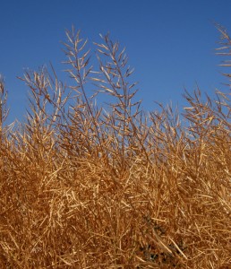 Canola Before Harves